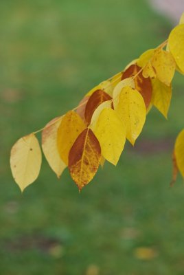 Gymnocladus dioica - nahovětvec dioica - podzimní listy